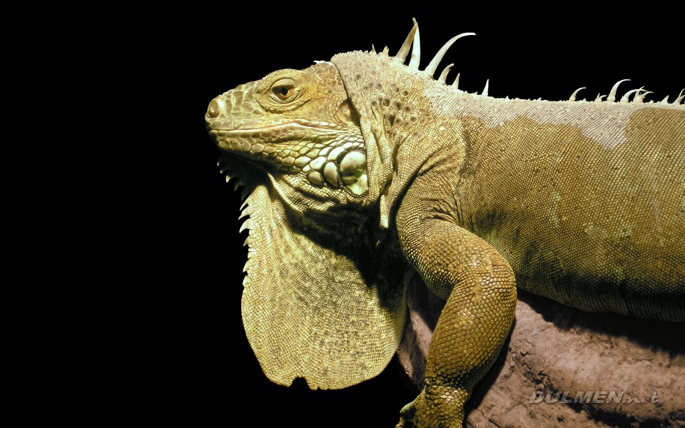 3 Iguana (Iguanidae)